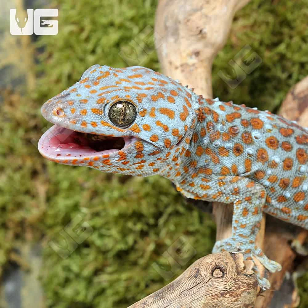 Dark Eye Tokay Gecko - Image 2