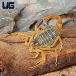Deathstalker Scorpion