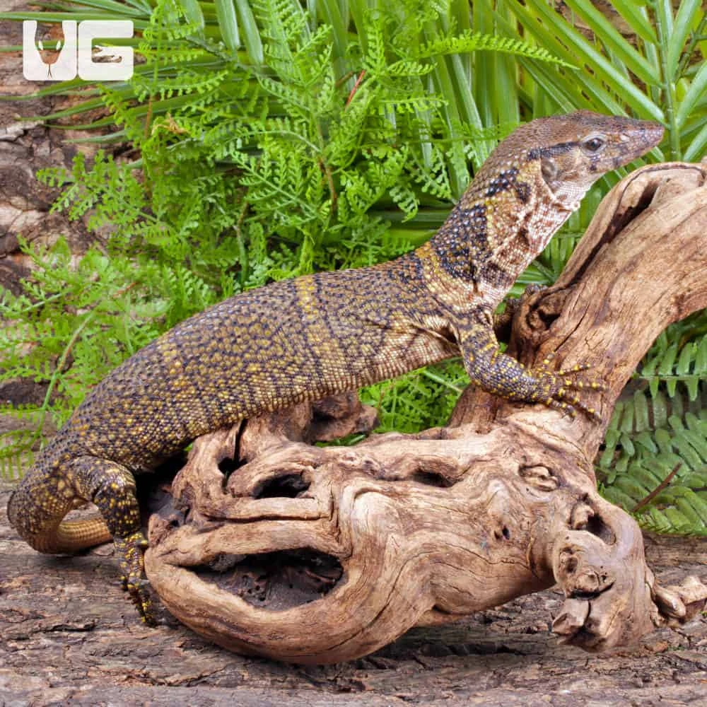 Dumeril’s Monitor - Image 4