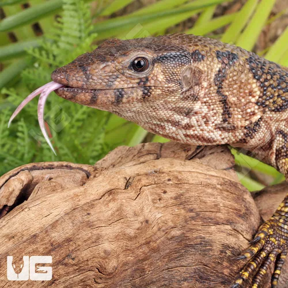 Dumeril’s Monitor - Image 2