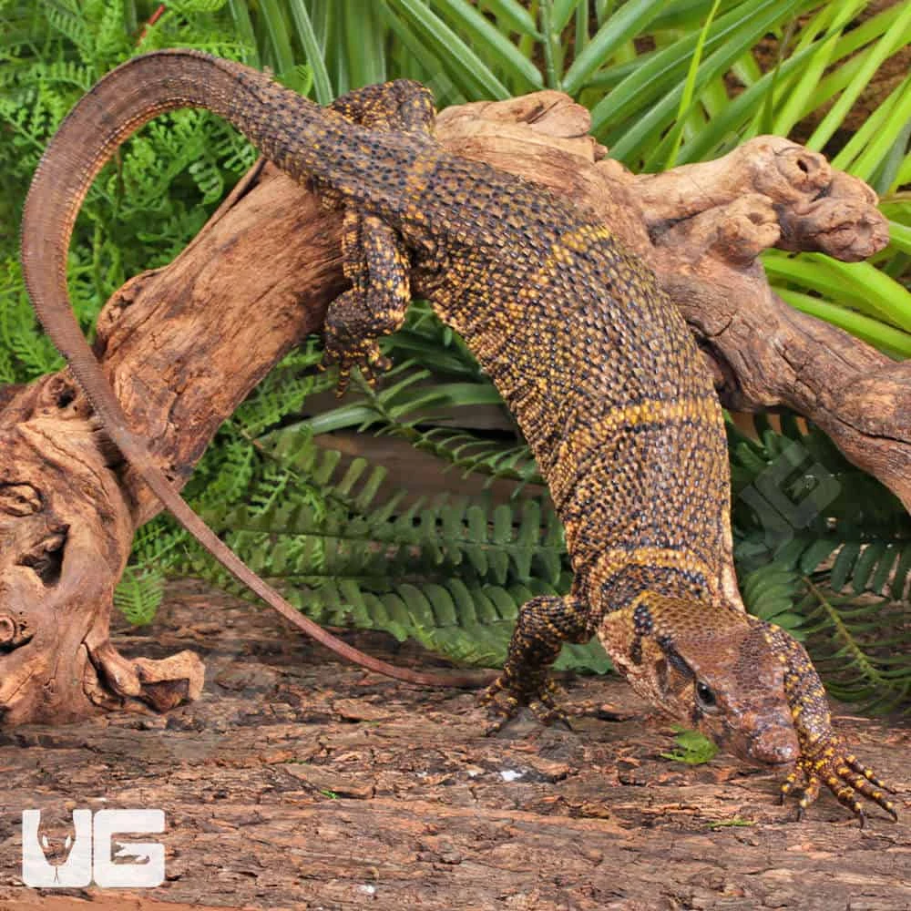 Dumeril’s Monitor - Image 3