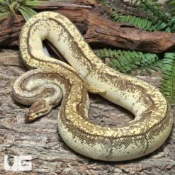 Adult Male Enchi OD Redstripe Pinstripe YB Ball Python #J69