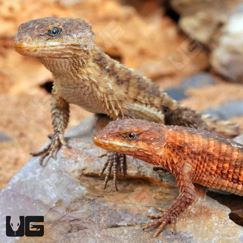 East African Armadillo Girdled Lizard - Image 2