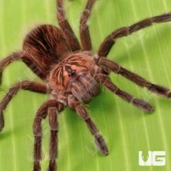 Ecuadorian Red Bloom Birdeater Tarantula (2”)