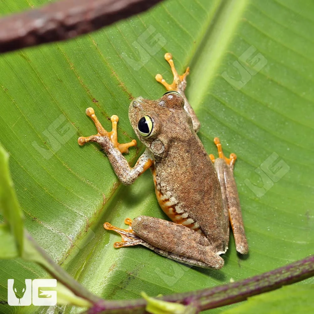 Emerald Eye Tree Frog - Image 3