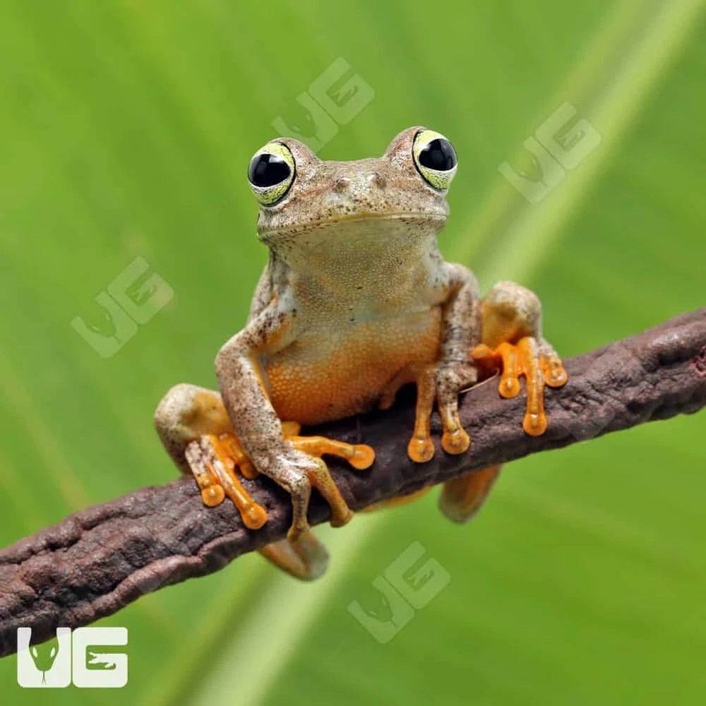 Emerald Eye Tree Frog - Image 2