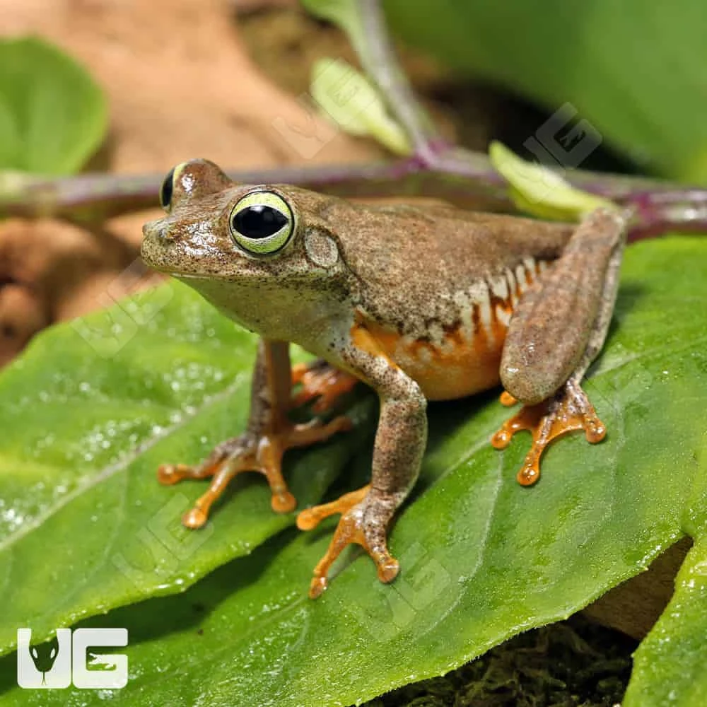 Emerald Eye Tree Frog