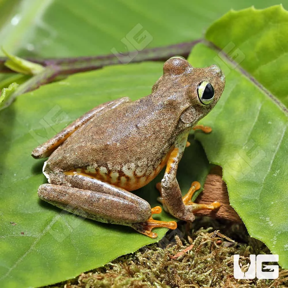 Emerald Eye Tree Frog - Image 4