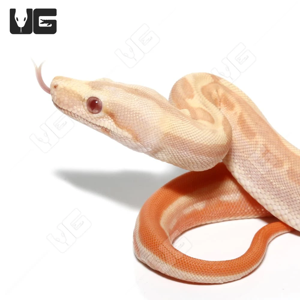 Female Albino Hypo Motley Het Anery Boa #10 - Image 2