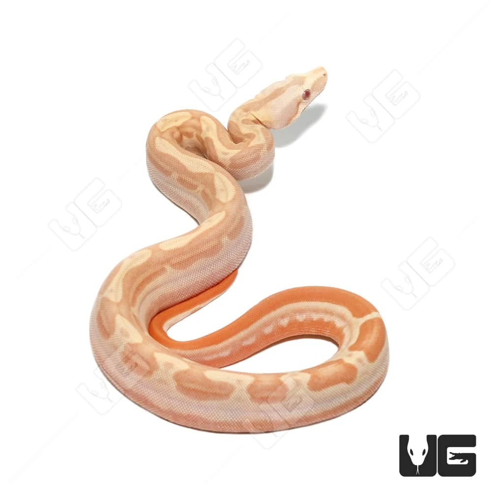 Female Albino Hypo Motley Het Anery Boa #10 - Image 3
