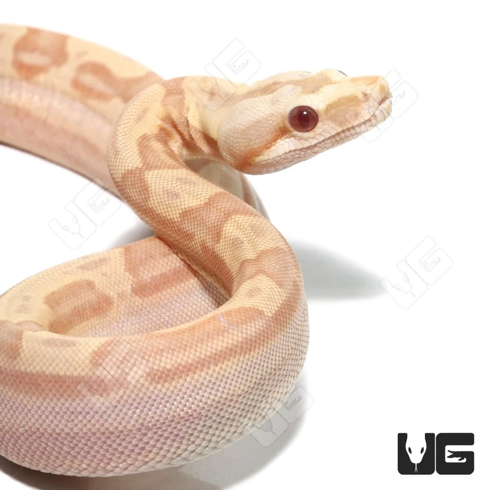 Female Albino Hypo Motley Het Anery Boa #11 - Image 2