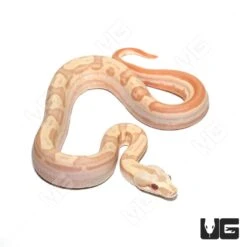 Female Albino Hypo Motley Het Anery Boa #11