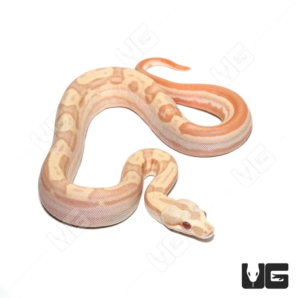Female Albino Hypo Motley Het Anery Boa #11