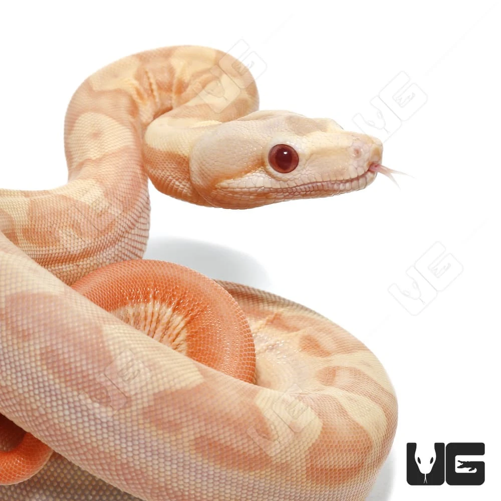 Female Albino Hypo Motley Het Anery Boa #12 - Image 2