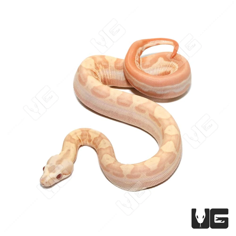 Female Albino Hypo Motley Het Anery Boa #12 - Image 4