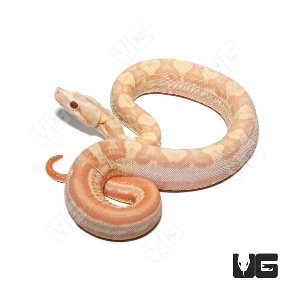 Female Albino Hypo Motley Het Anery Boa #12