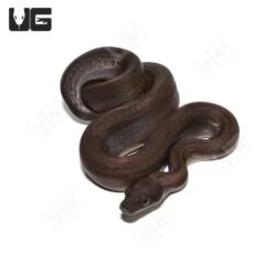 Female Super Motley Het Snow (Kahl/Anery Type 1) Boa #7