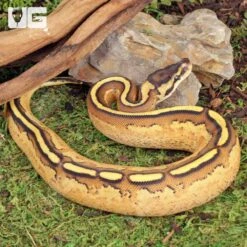 Baby Super Stripe Fire Ball Python