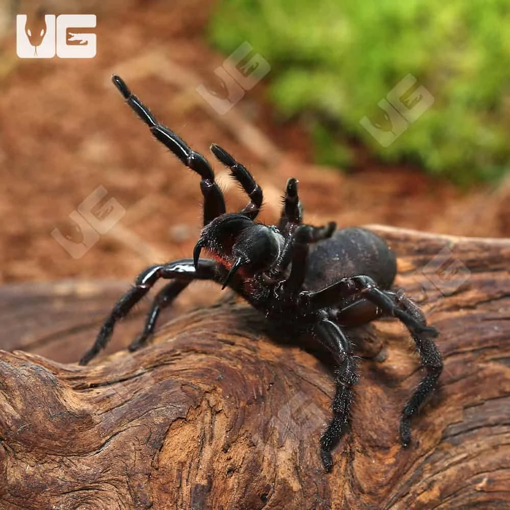 Female Thai Funnel Web Spider (1 β 2β³)