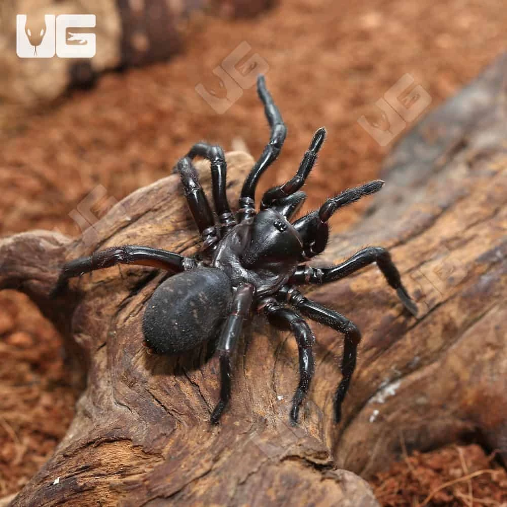 Female Thai Funnel Web Spider (1 β 2β³) - Image 3