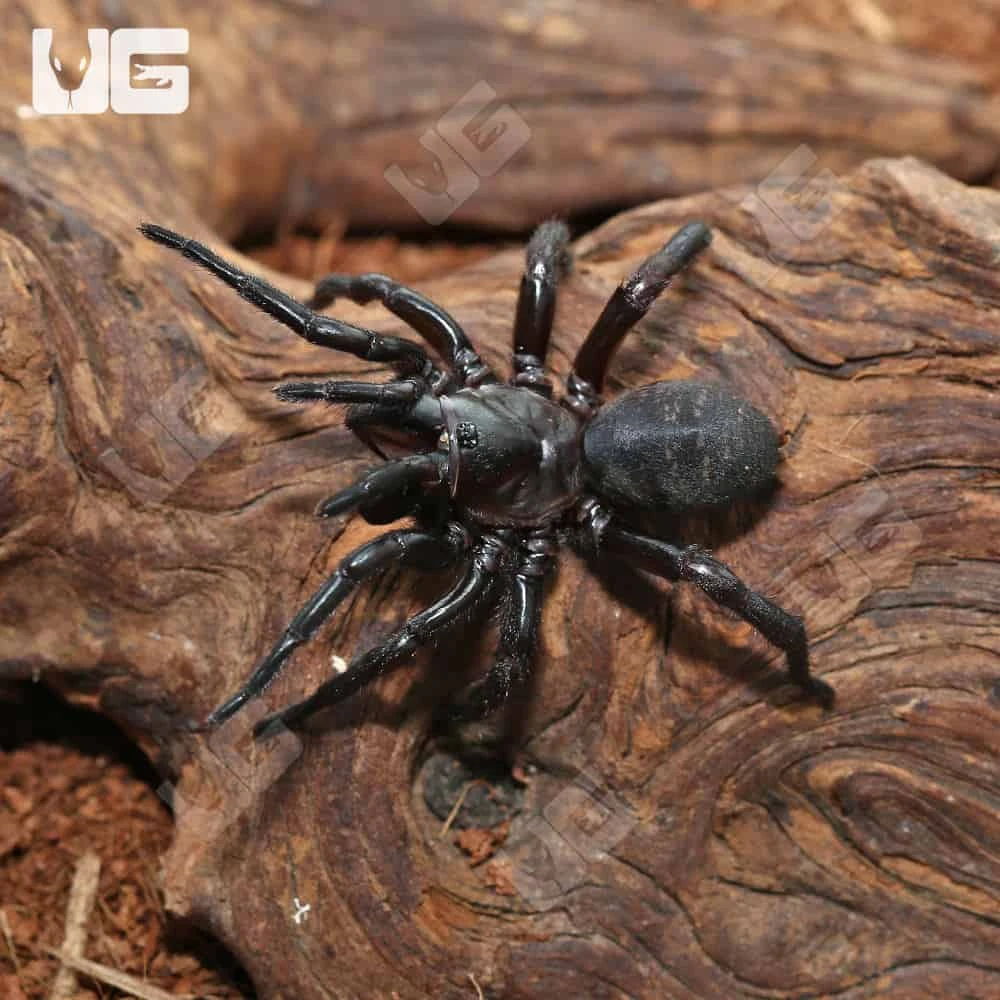 Female Thai Funnel Web Spider (1 β 2β³) - Image 2