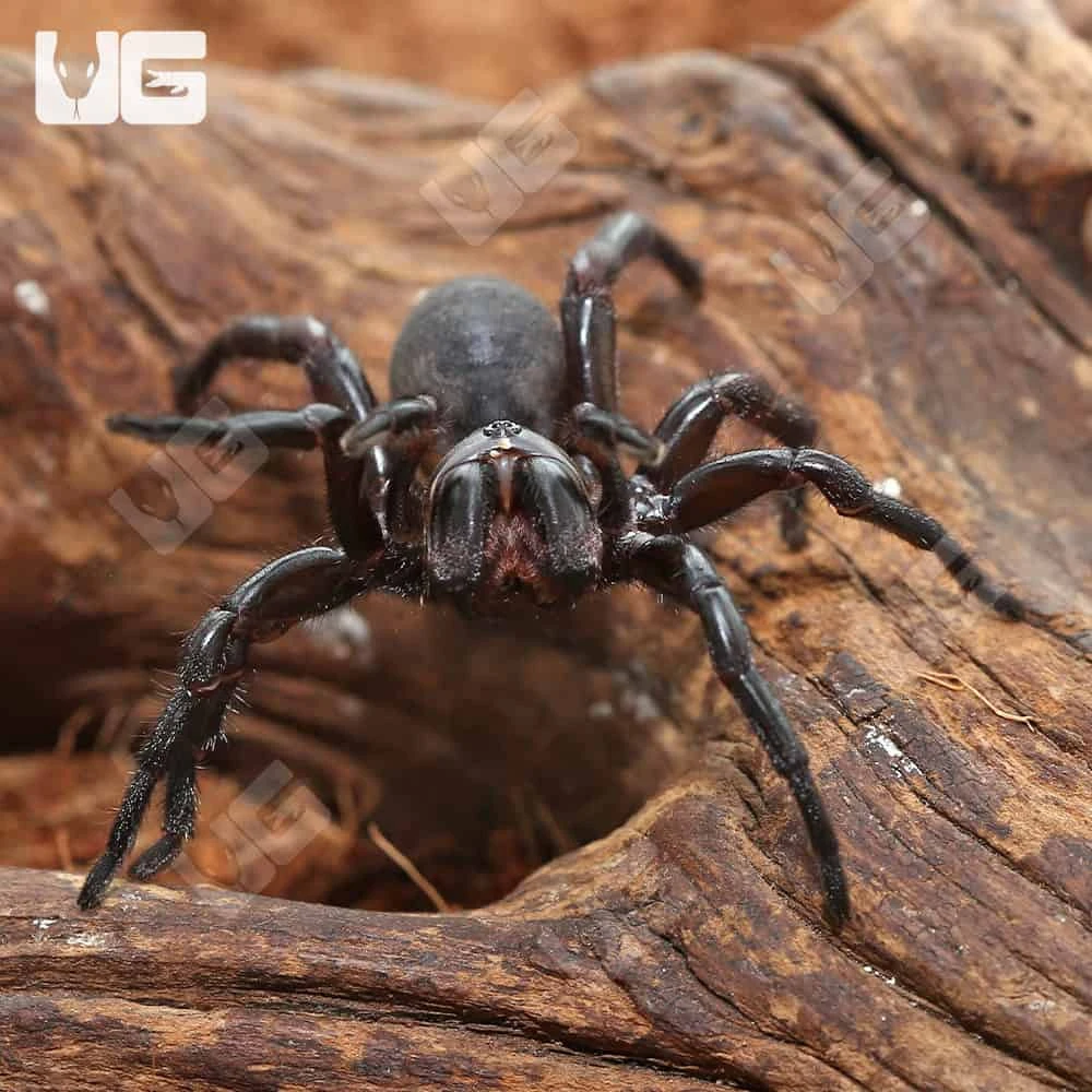 Female Thai Funnel Web Spider (1 β 2β³) - Image 4