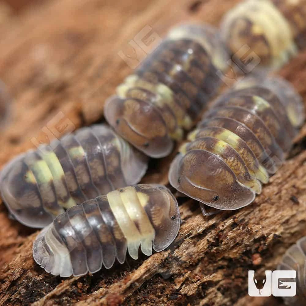 Firefly Isopods - Image 2