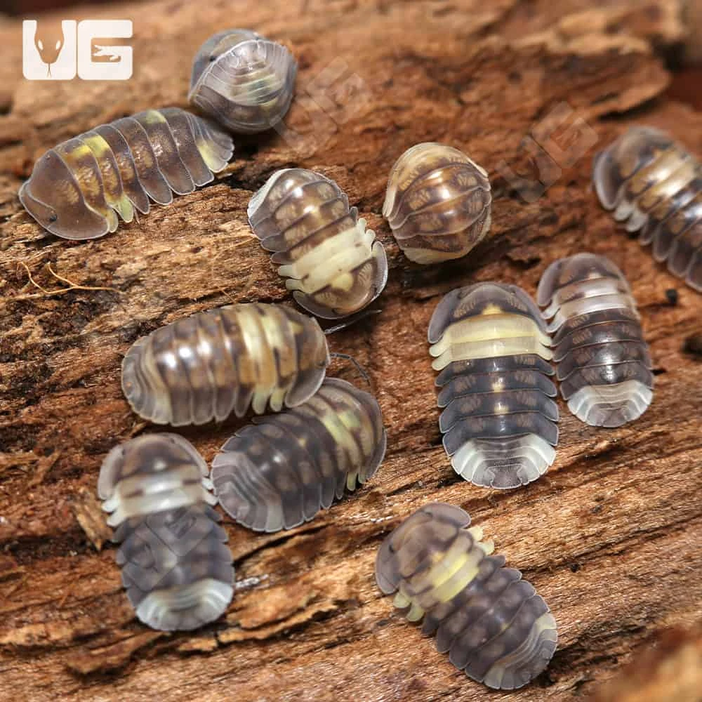 Firefly Isopods - Image 4