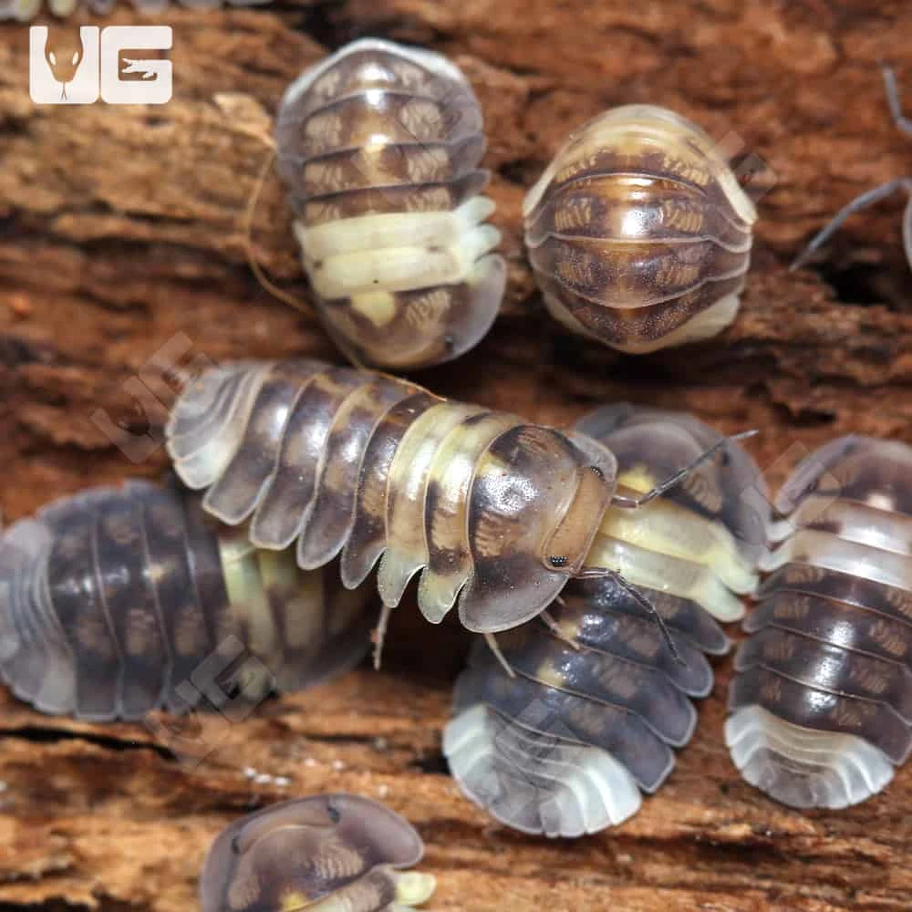 Firefly Isopods - Image 3