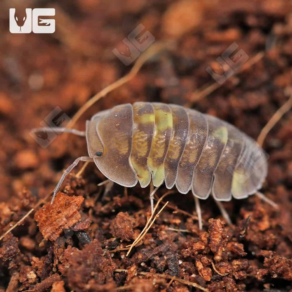 Firefly Isopods