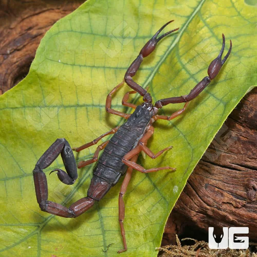 Florida Bark Scorpion - Image 3