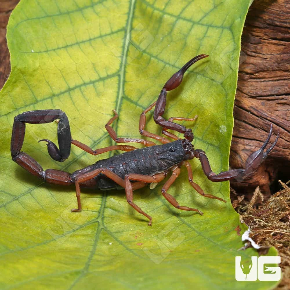 Florida Bark Scorpion - Image 4