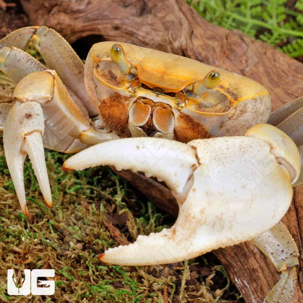 Florida Giant Land Crab - Image 2