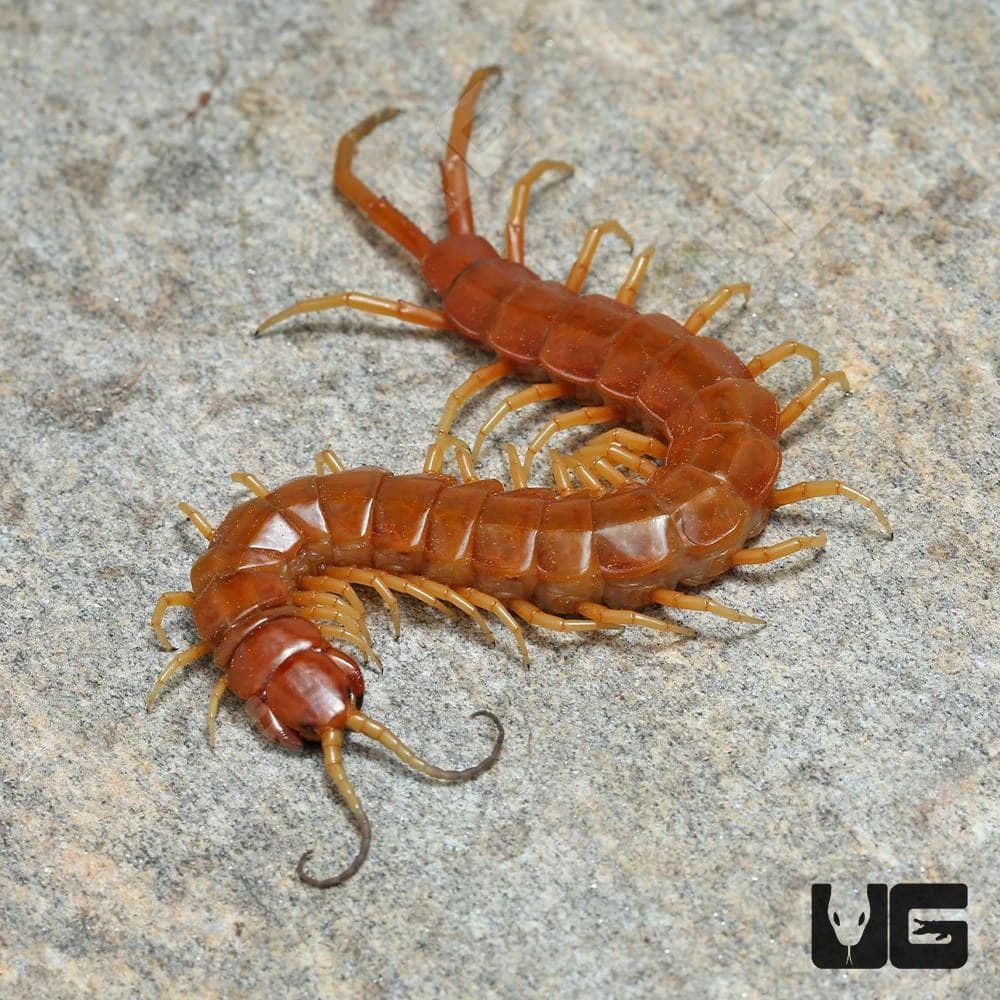 Florida Keys Giant Centipede - Image 3