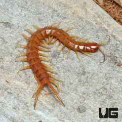 Florida Keys Giant Centipede