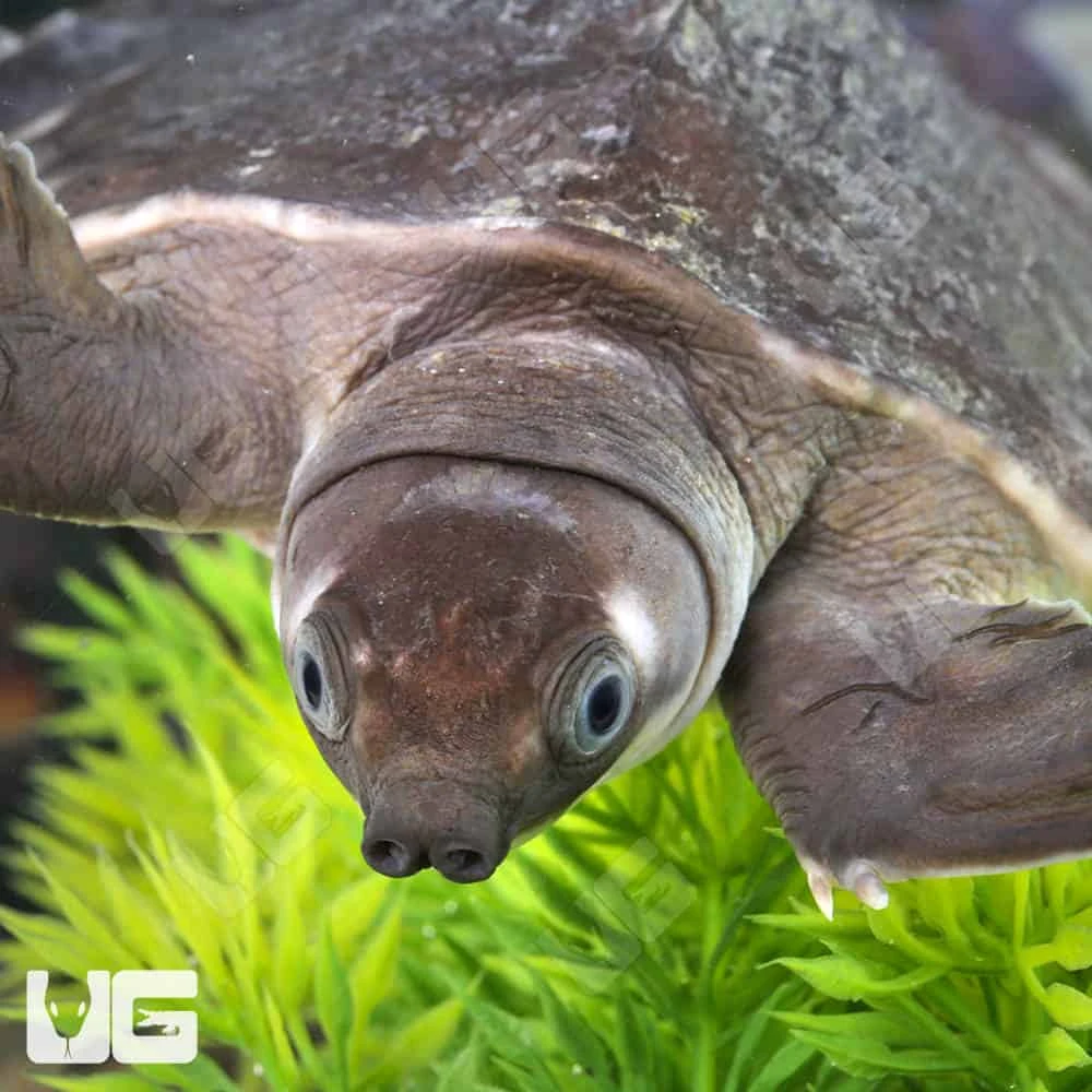 Baby Fly River Turtle - Image 4