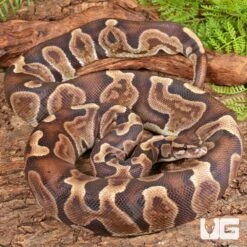 Adult GHI Blade Scaleless Head Ball Python