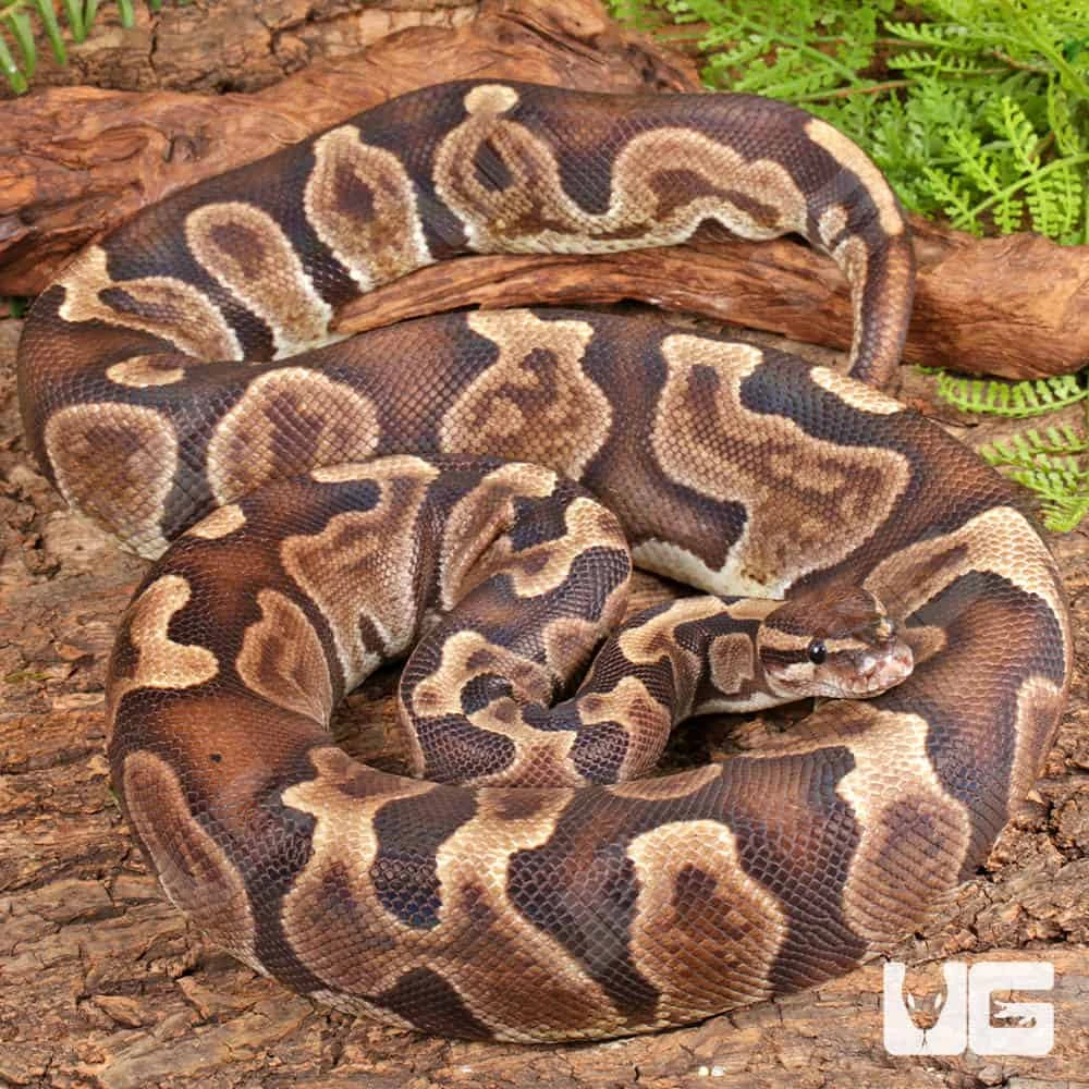 Adult GHI Blade Scaleless Head Ball Python