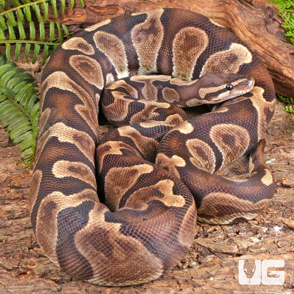 Adult GHI Blade Scaleless Head Ball Python - Image 2