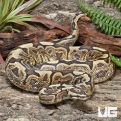 Adult Male GHI Mojave Spider Hurricane Ball Python #J74