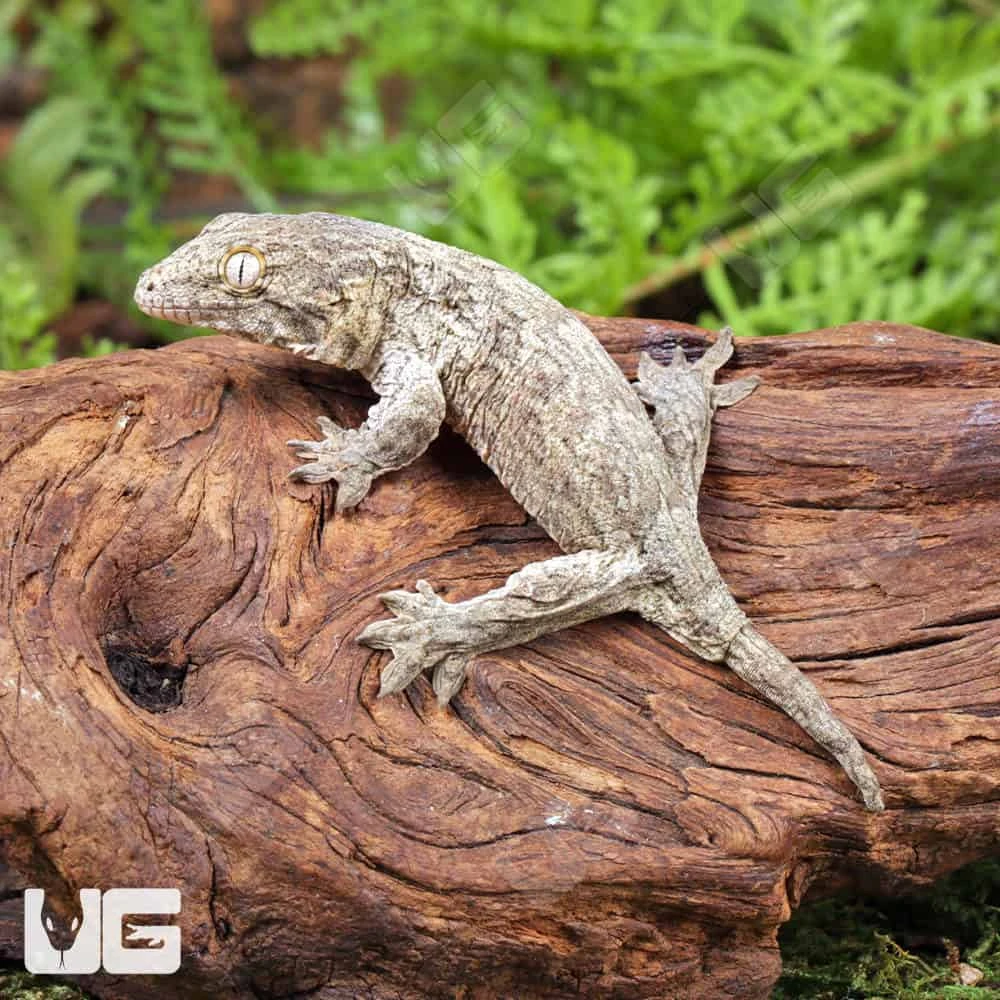 Baby Gran Terre Nu Ana Leachianus Gecko #1 - Image 4