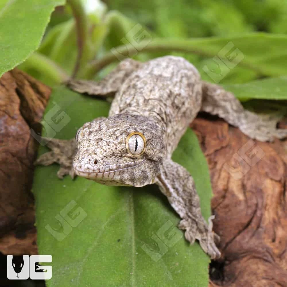 Baby Gran Terre Nu Ana Leachianus Gecko #1 - Image 3