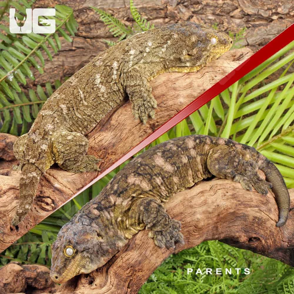 Baby Gran Terre Nu Ana Leachianus Gecko #1 - Image 2