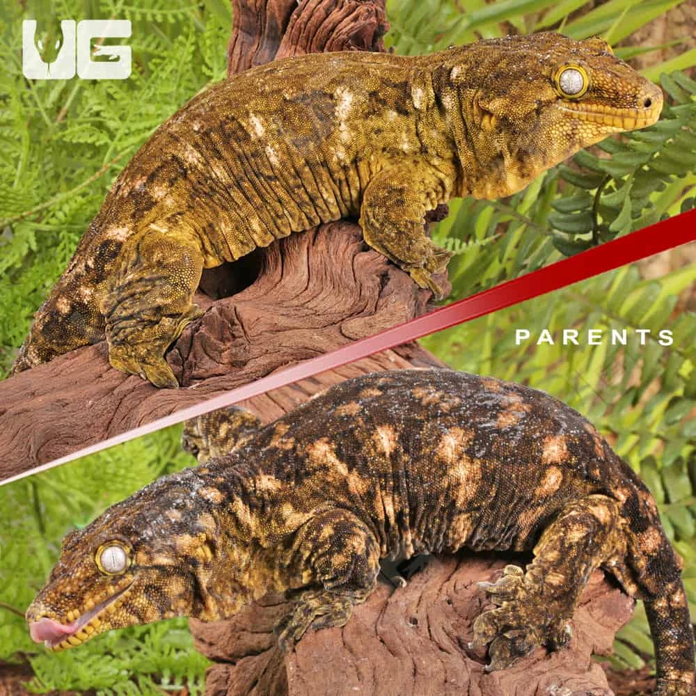 Baby GT X Yate X Mt. Khogis Leachianus Gecko #2 - Image 2