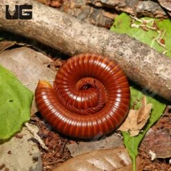 Giant Carnelian Millipede