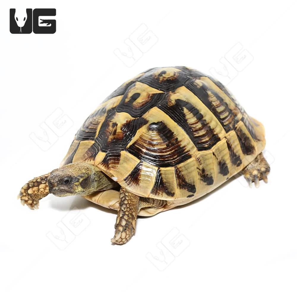 Giant Male Hermann’s Tortoise