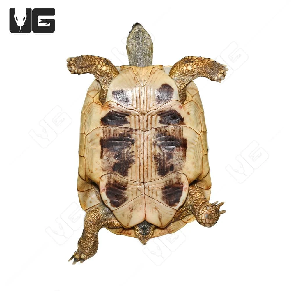 Giant Male Hermann’s Tortoise - Image 4