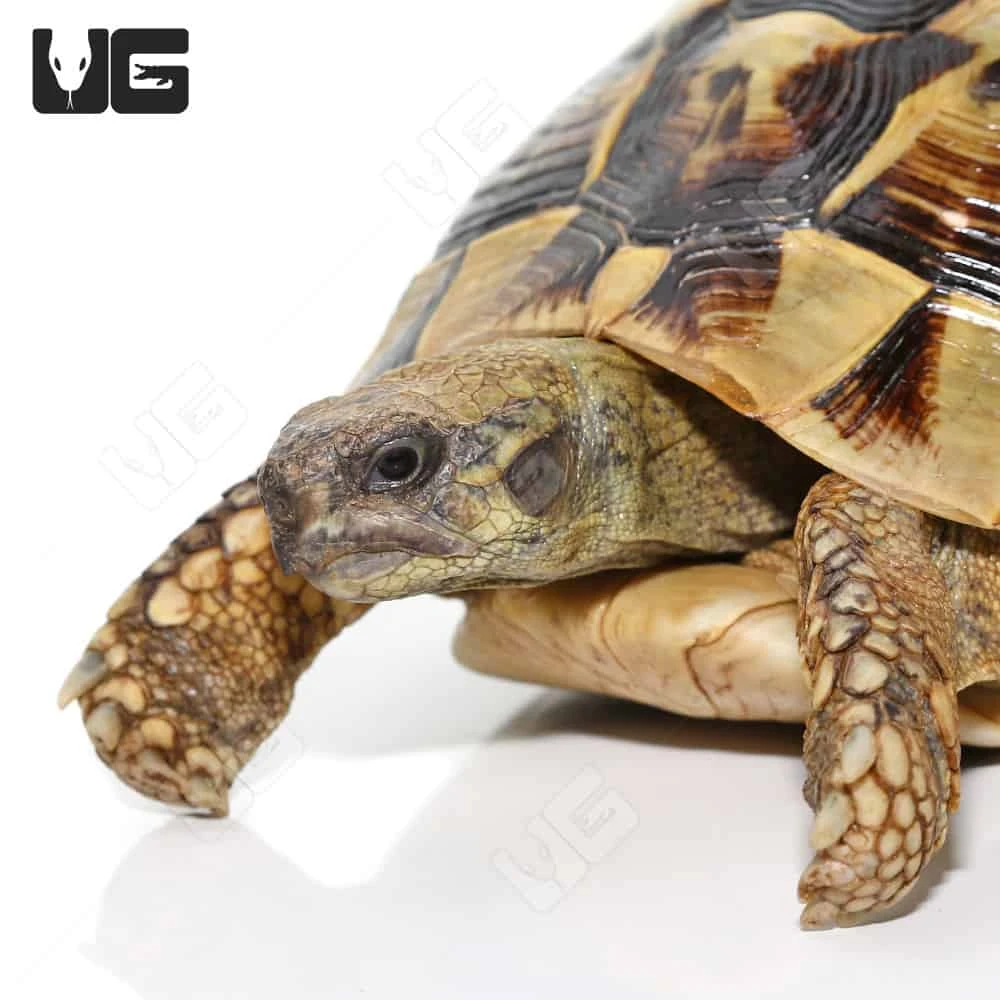 Giant Male Hermann’s Tortoise - Image 3