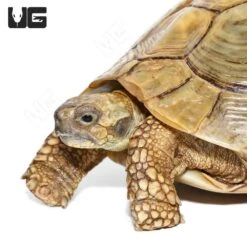 Giant Female Patternless Hermann’s Tortoise (7″)