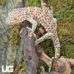 Bold Spot Tokay Gecko